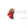 FEU ARG PICANTO 11>